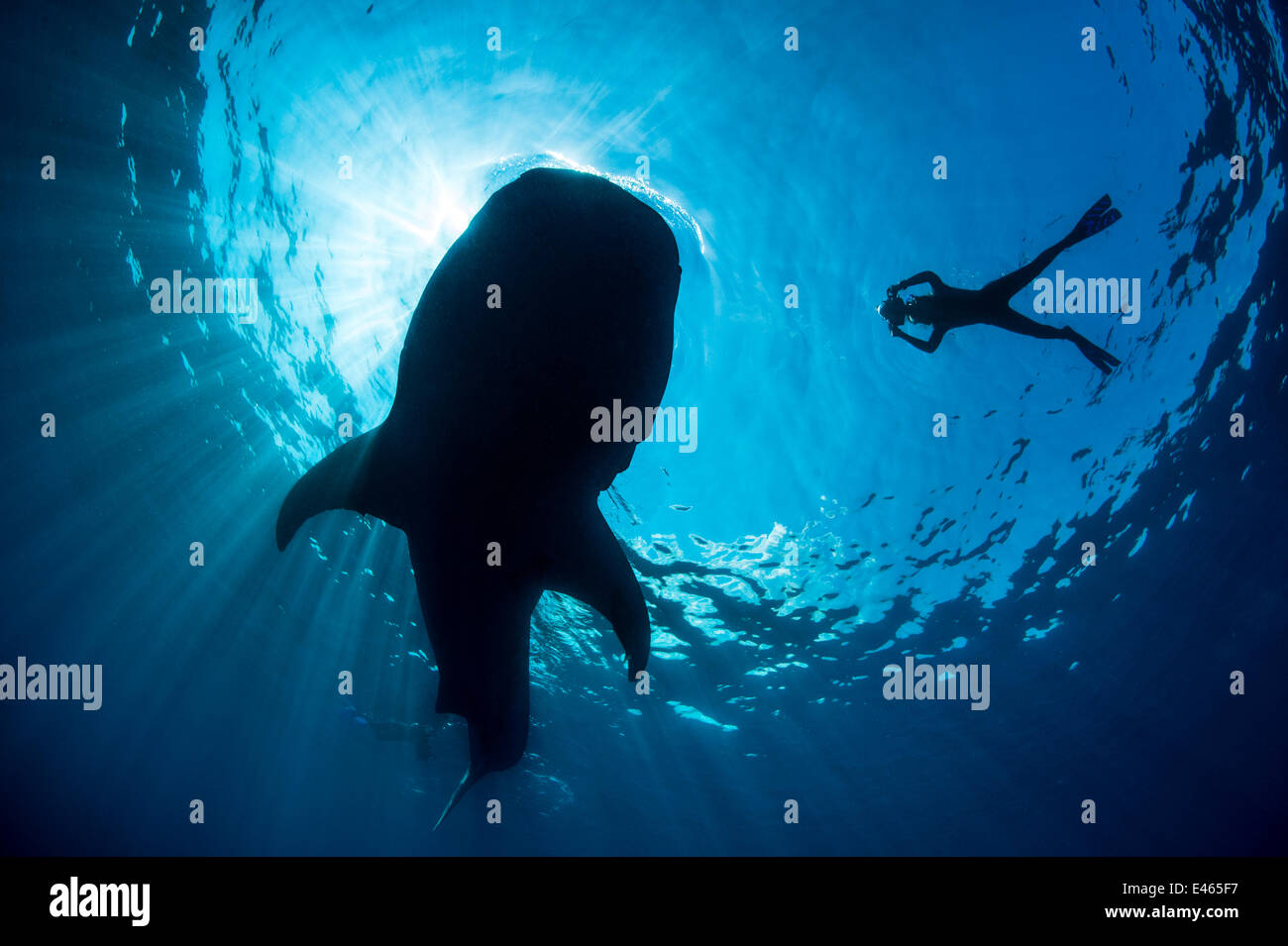Walhai (Rhincodon Typus) Silhouette Haifütterung auf schwimmenden Fischeier, die knapp unter der Oberfläche (nicht sichtbar) bei ruhigem Wetter mit Schnorchler Fotografieren in der Nähe, Isla Mujeres, Quintana Roo, Halbinsel Yucatan, Mexiko. Karibische Meer. Stockfoto