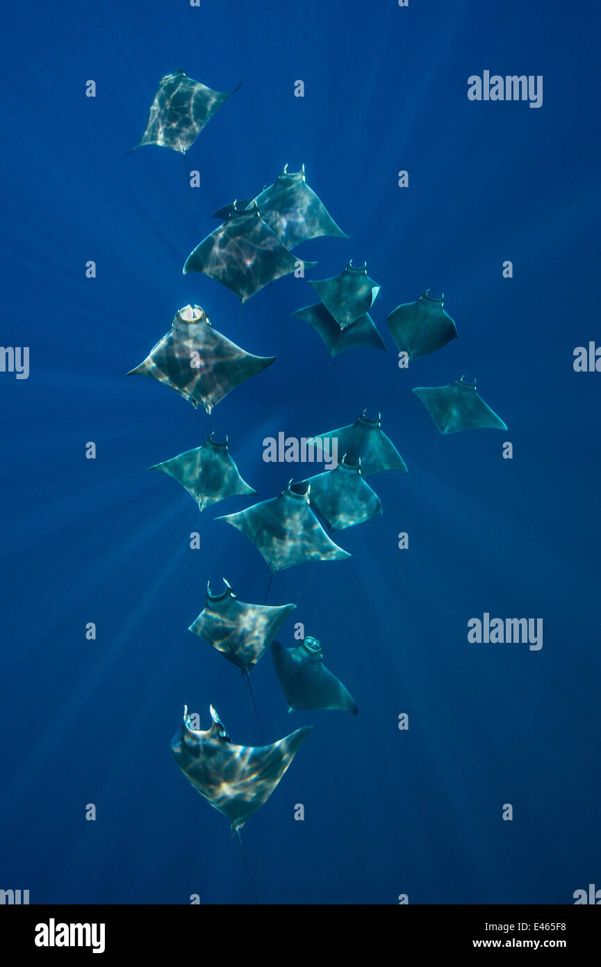 Eine Schule von geringerem Teufelsrochen (Mobula Hypostoma) durch Sonnenstrahlen fliegen, wie sie sich ernähren. Isla Mujeres, Quintana Roo, Yucatan Halbinsel, Mexiko. Karibische Meer. Stockfoto