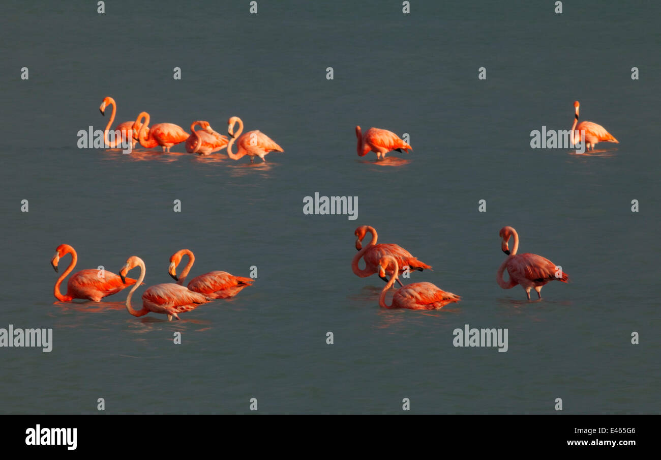 Amerikanische Flamingo (Phoenicopterus Ruber), Ria Lagartos Biosphären-Reservat, Halbinsel Yucatan, Mexiko, August. Stockfoto