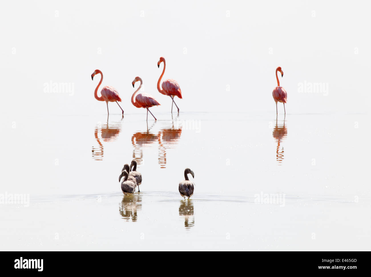 Amerikanische Flamingo (Phoenicopterus Ruber) Jugendliche Erwachsene, Ria Lagartos Biosphären-Reservat, Halbinsel Yucatan, Mexiko, August nach. Stockfoto