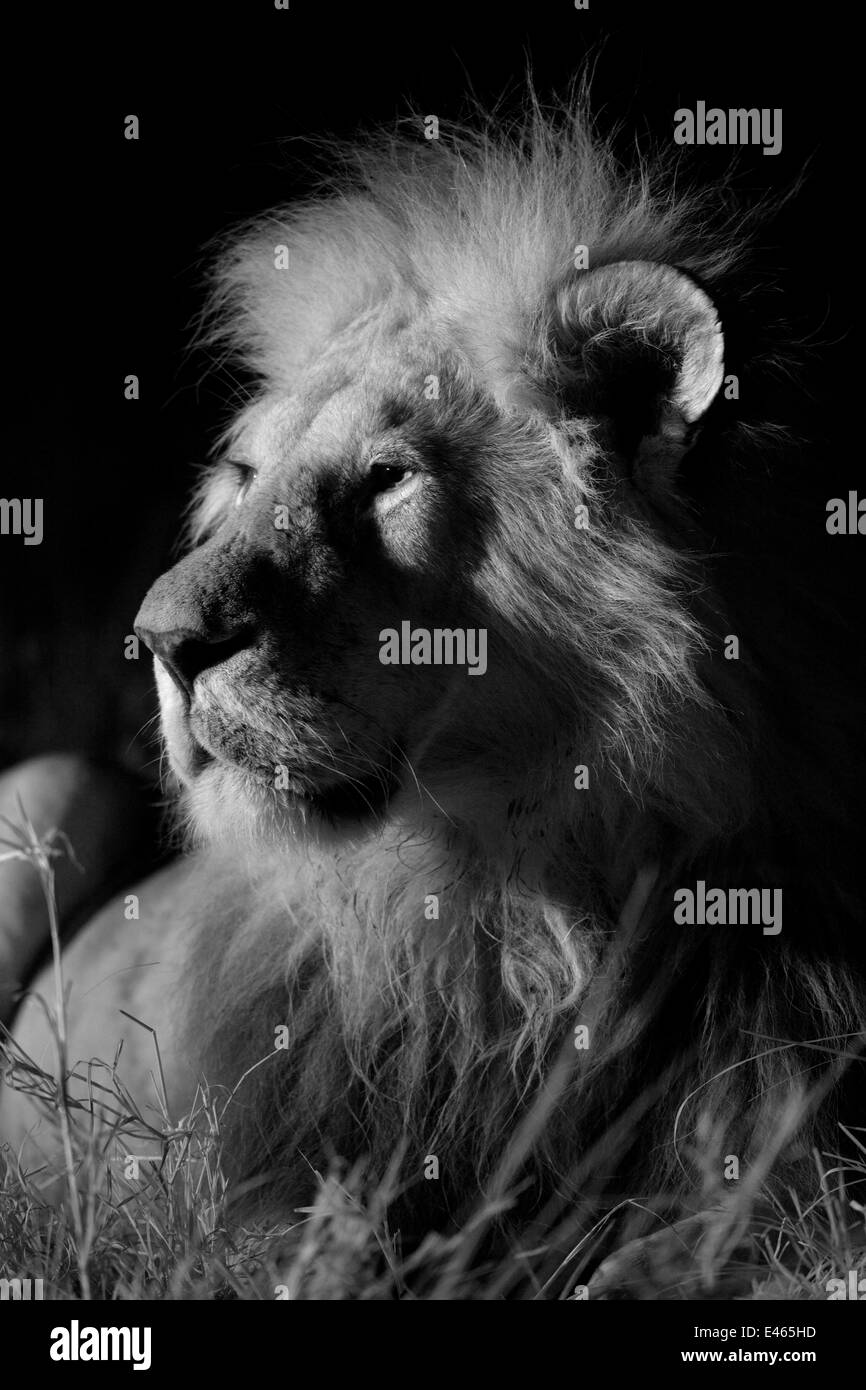 Männlicher Marsh stolz Löwe (Panthera Leo) in einer mondlosen Nacht, Masai Mara, Kenia. Mit Infrarot-Kamera, September aufgenommen Stockfoto