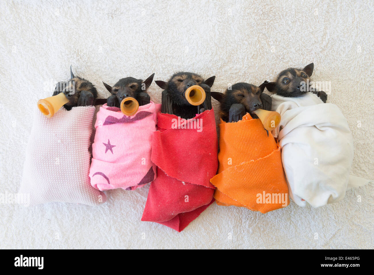 Brillentragende Flughund (Pteropus Conspicillatus) Babys oder Bubs eingehüllt in Tuch und Zitzen in Mund bereit für die Fütterung in der Kinderstube bei Tolga Bat Hospital, North Queensland, Australien, November 2012 Stockfoto