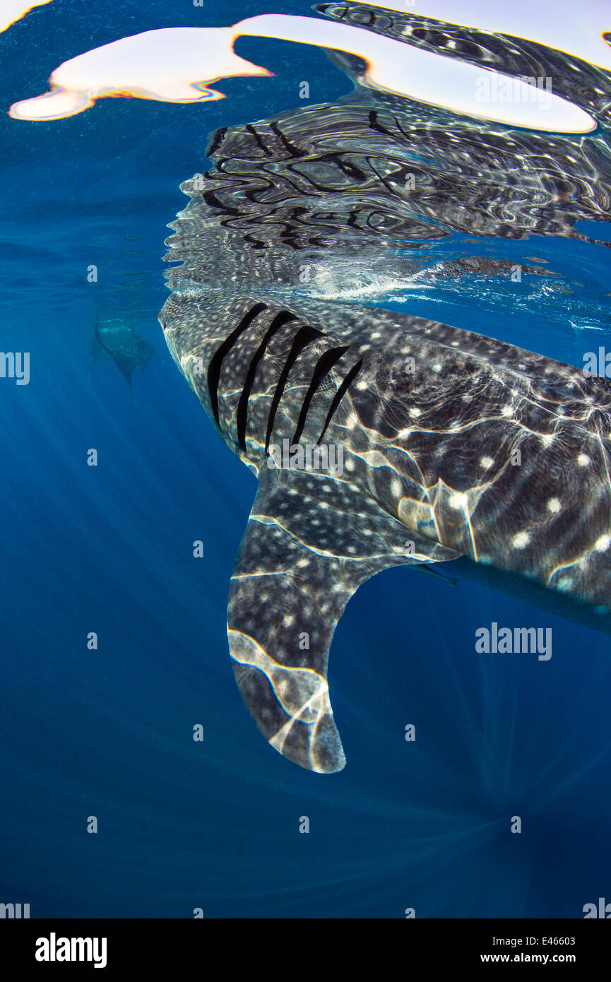 Zwei Walhai (Rhincodon Typus) ernähren sich von Fischen Eiern an der Oberfläche, Isla Mujeres, Quintana Roo, Halbinsel Yucatan, Mexiko, Karibik. Stockfoto