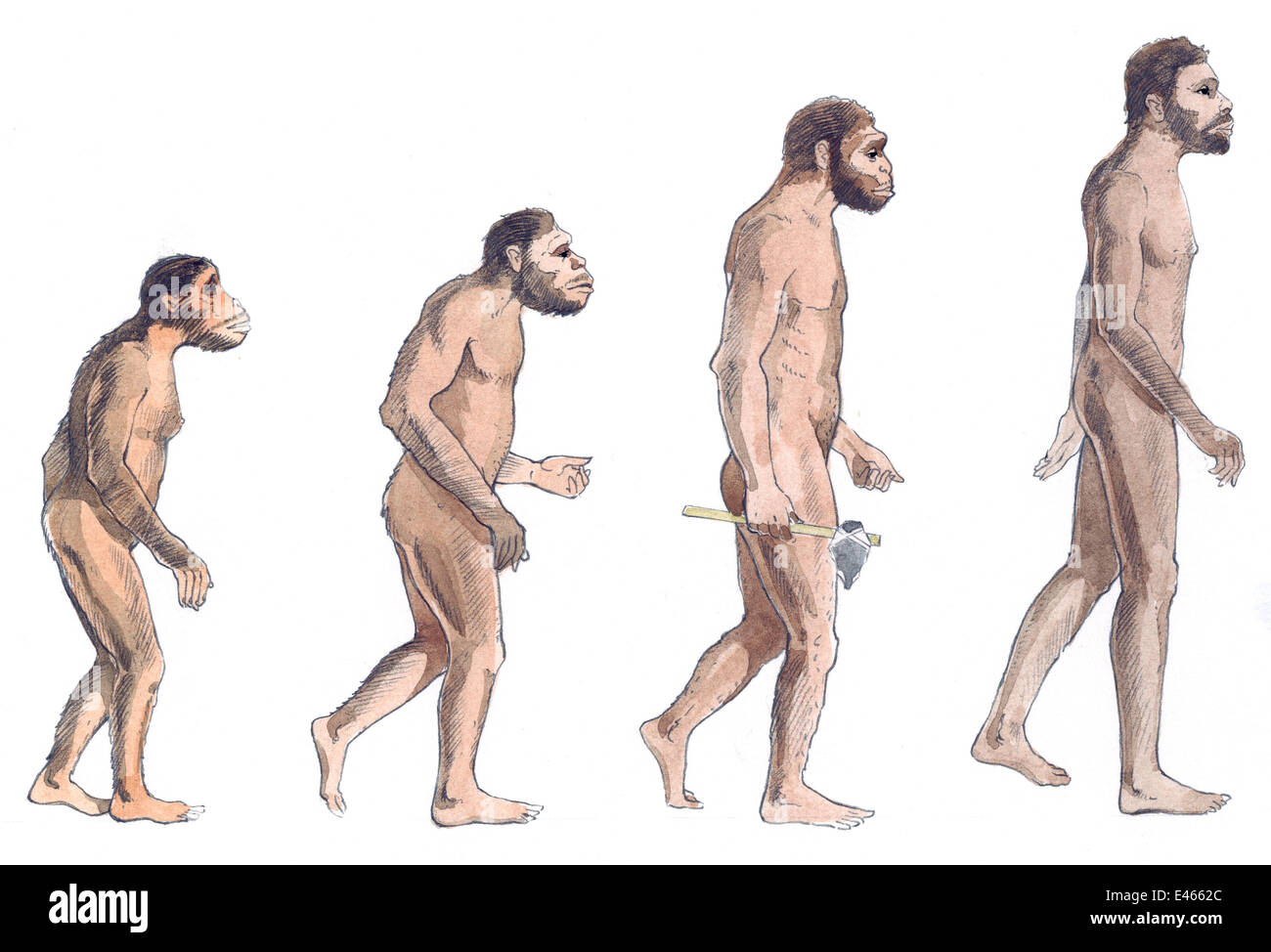 Abbildung der menschlichen Evolution von links nach rechts von Australopithecus Afarensis, Australopithecus Africanus, Homo Erectus und Homo Sapiens. Bleistift und Aquarell. Stockfoto