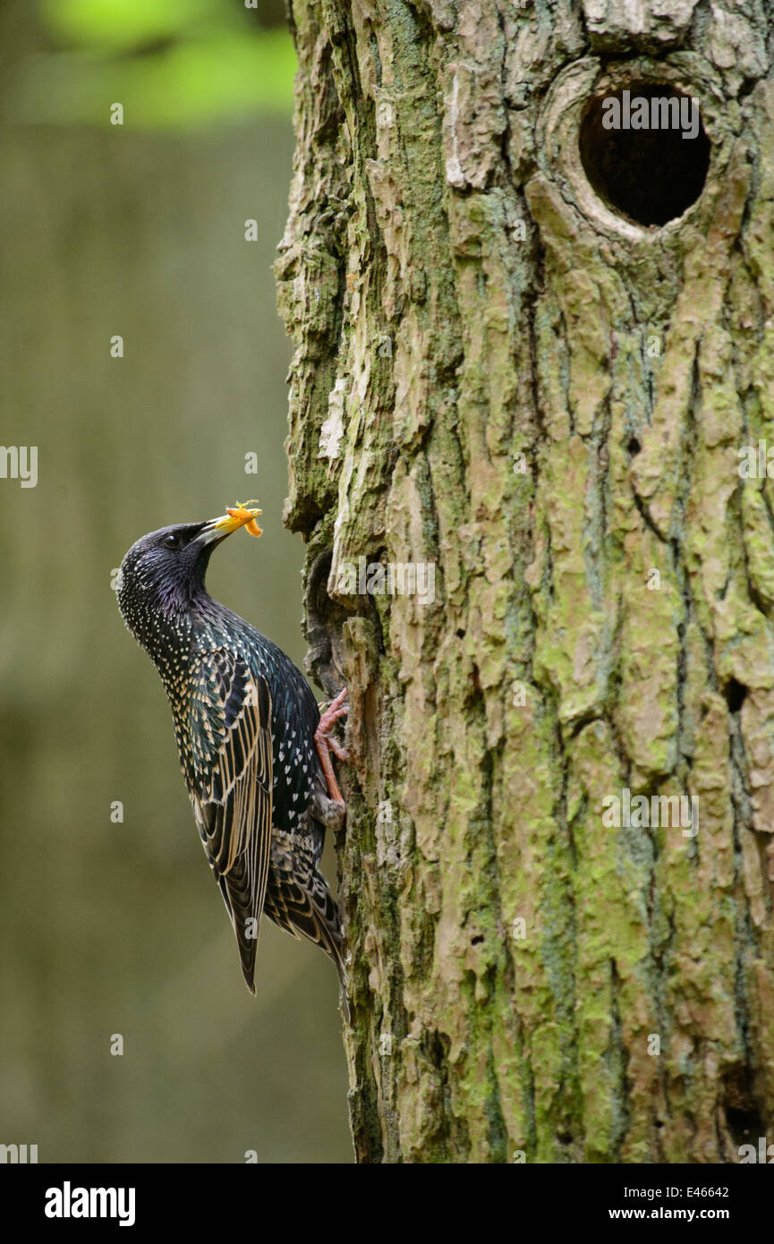 Starling mit Essen im Nest Loch in einem Baum Stockfoto