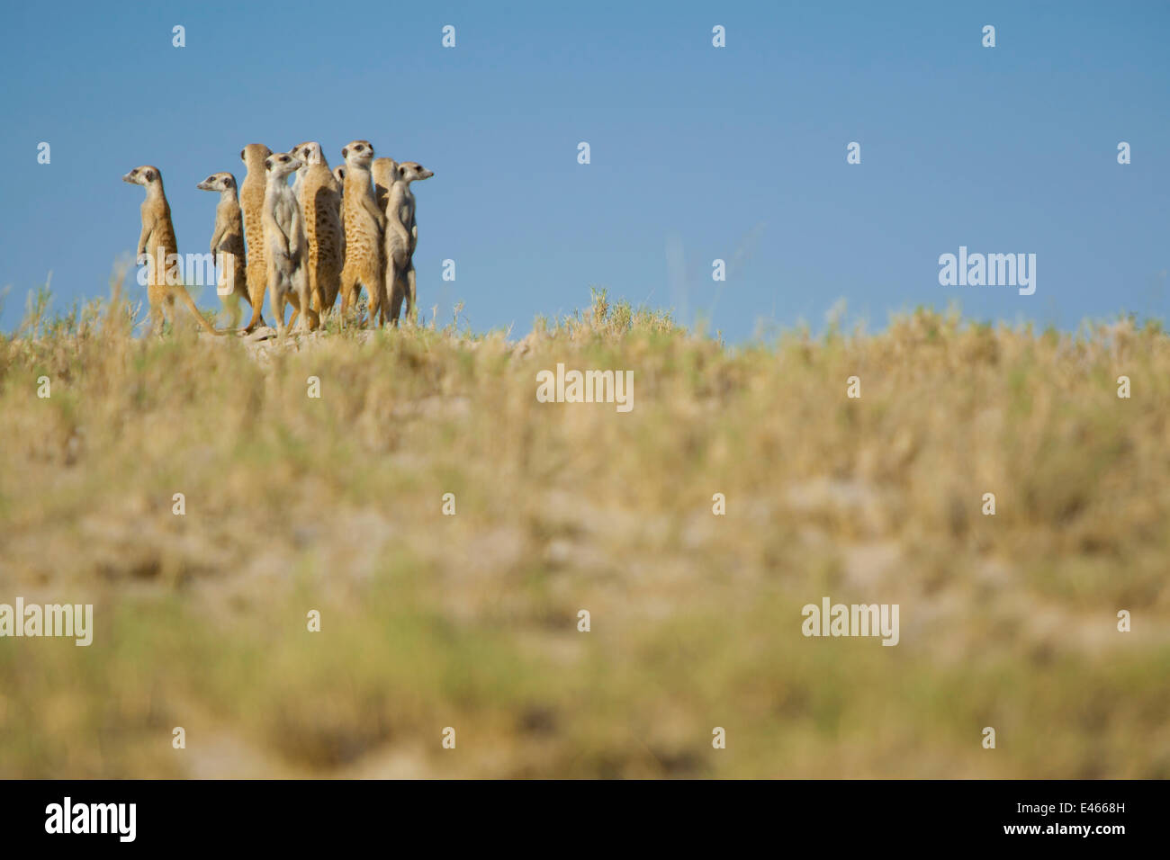 Alarmiert durch die Anwesenheit von einem Raubtier, einer Gruppe von Erdmännchen (Suricata Suricatta) oder Suricates, Stand auf einer Anhöhe auf ihrem Hoheitsgebiet am Rande der Makgadikgadi-Pans-Nationalpark, Botswana, April Umfrage zusammen. Stockfoto