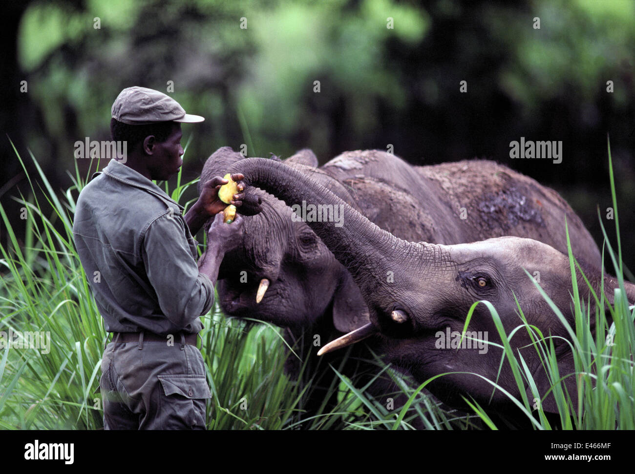 Afrikanischer Elefant (Loxodonta Africana) zwei Jugendliche 'Mekka' und 'Lungunia' wird gefüttert Mangos von ihren Pfleger, Garamba-Nationalpark, Nord-Ost-Zaire, jetzt der Demokratischen Republik Kongo. Reste der alten belgischen initiiert afrikanischen Elefanten in- Stockfoto