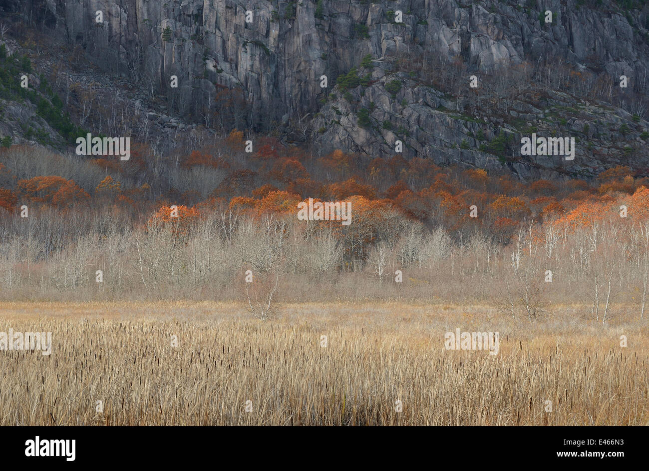 Süßwasser-Sumpfgebiet, Acadia National Park, Maine. NOVEMEBR 2012 Stockfoto