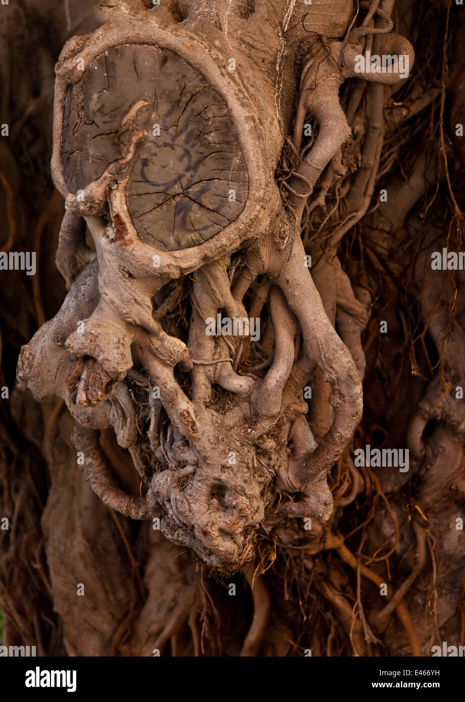 Die Wurzeln eines alten Baumes. Symbolisch für Alter und Langlebigkeit Stockfoto