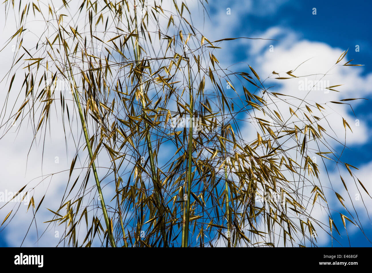 Stipa Gigantea Riesen Feather Grass Golden Hafer. Immergrüne sonnigen Himmel. Stockfoto