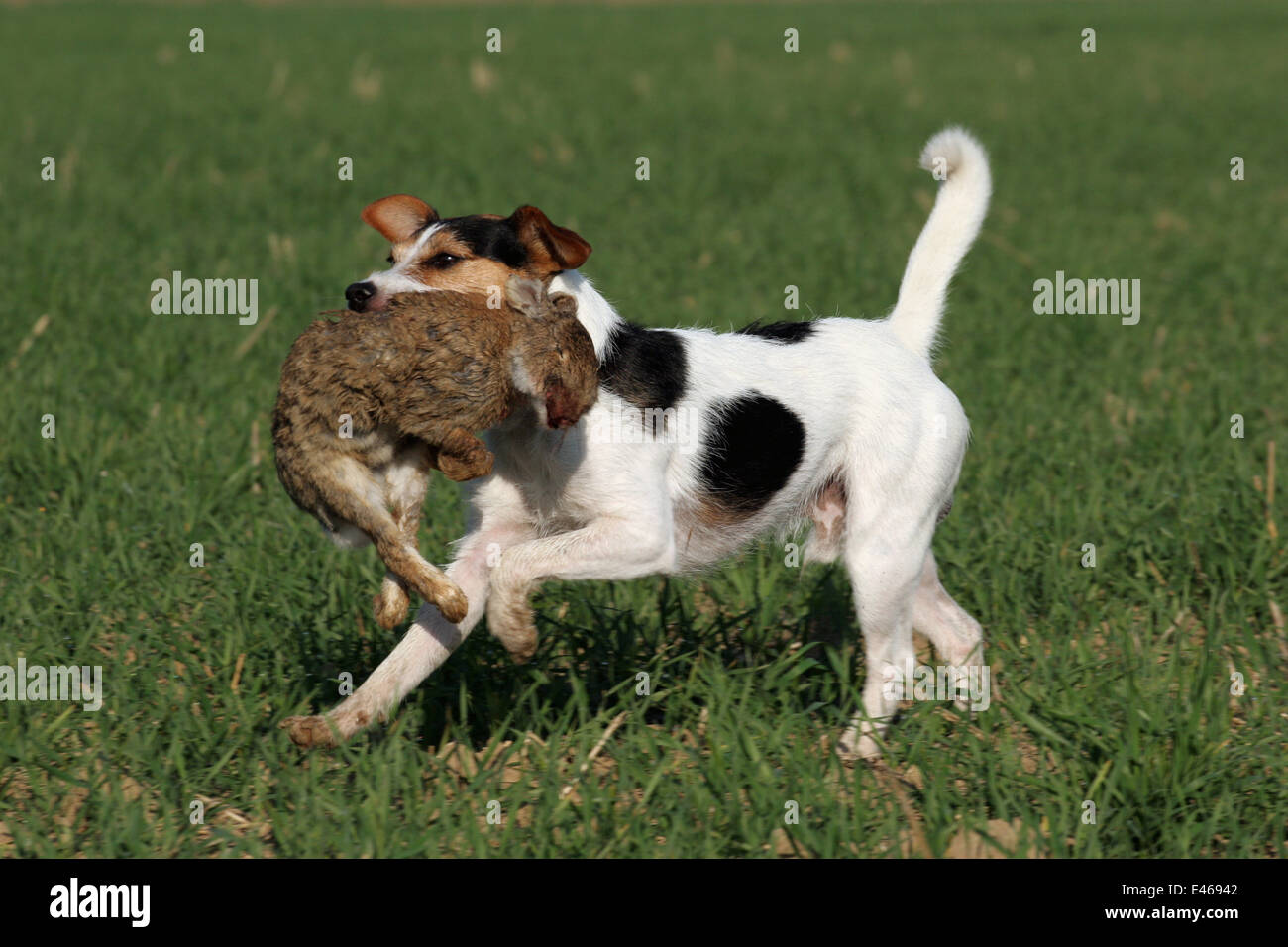 Terrier mit erlegten Hasen Stockfoto