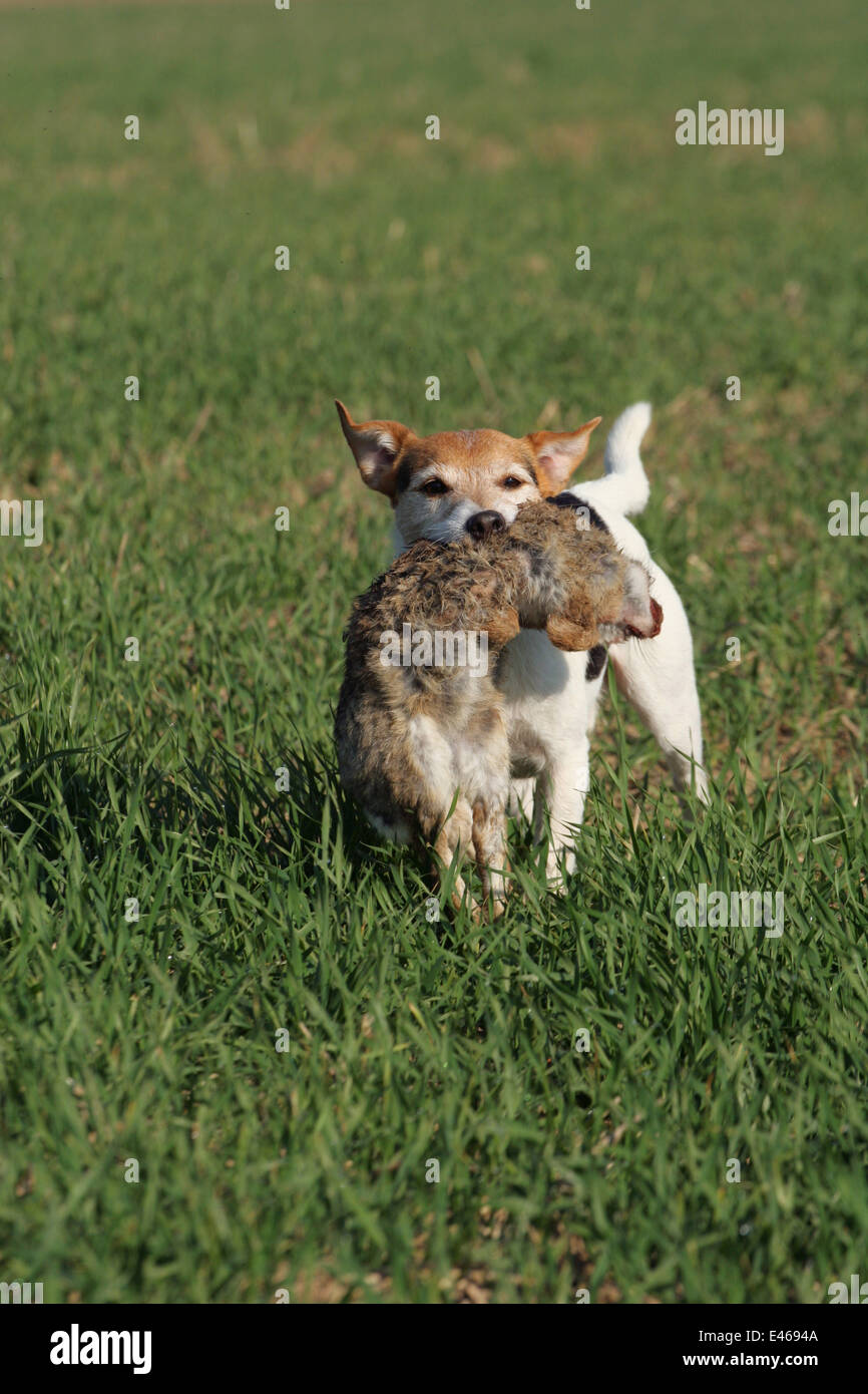 Terrier mit erlegten Hasen Stockfoto