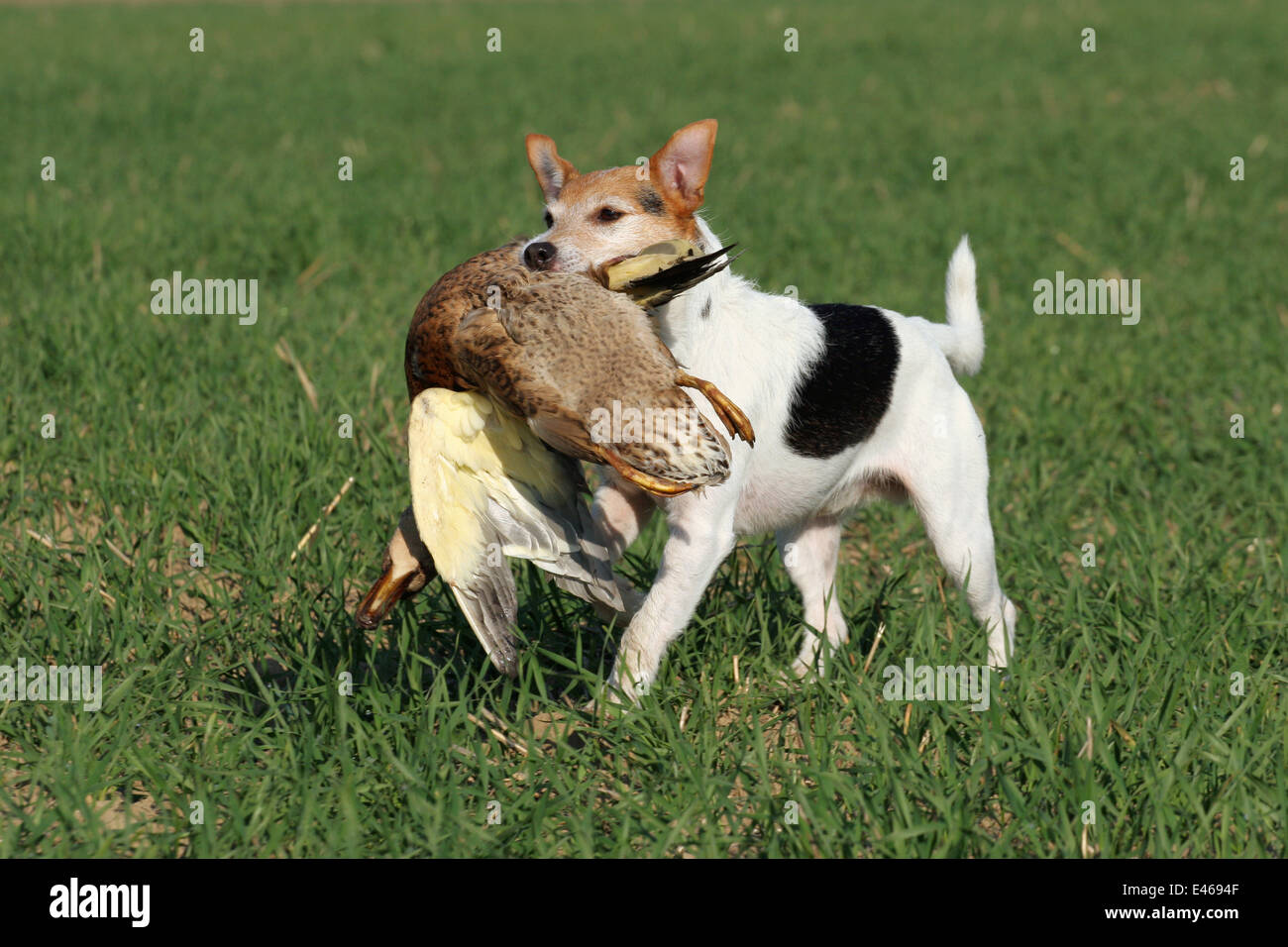 Terrier mit erlegten Ente Stockfoto