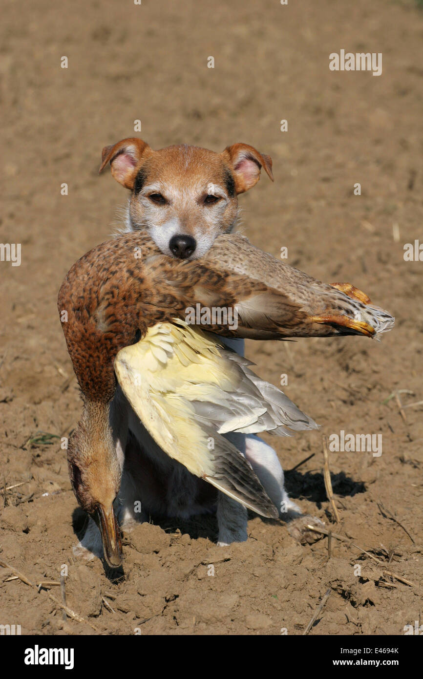 Terrier mit erlegten Ente Stockfoto