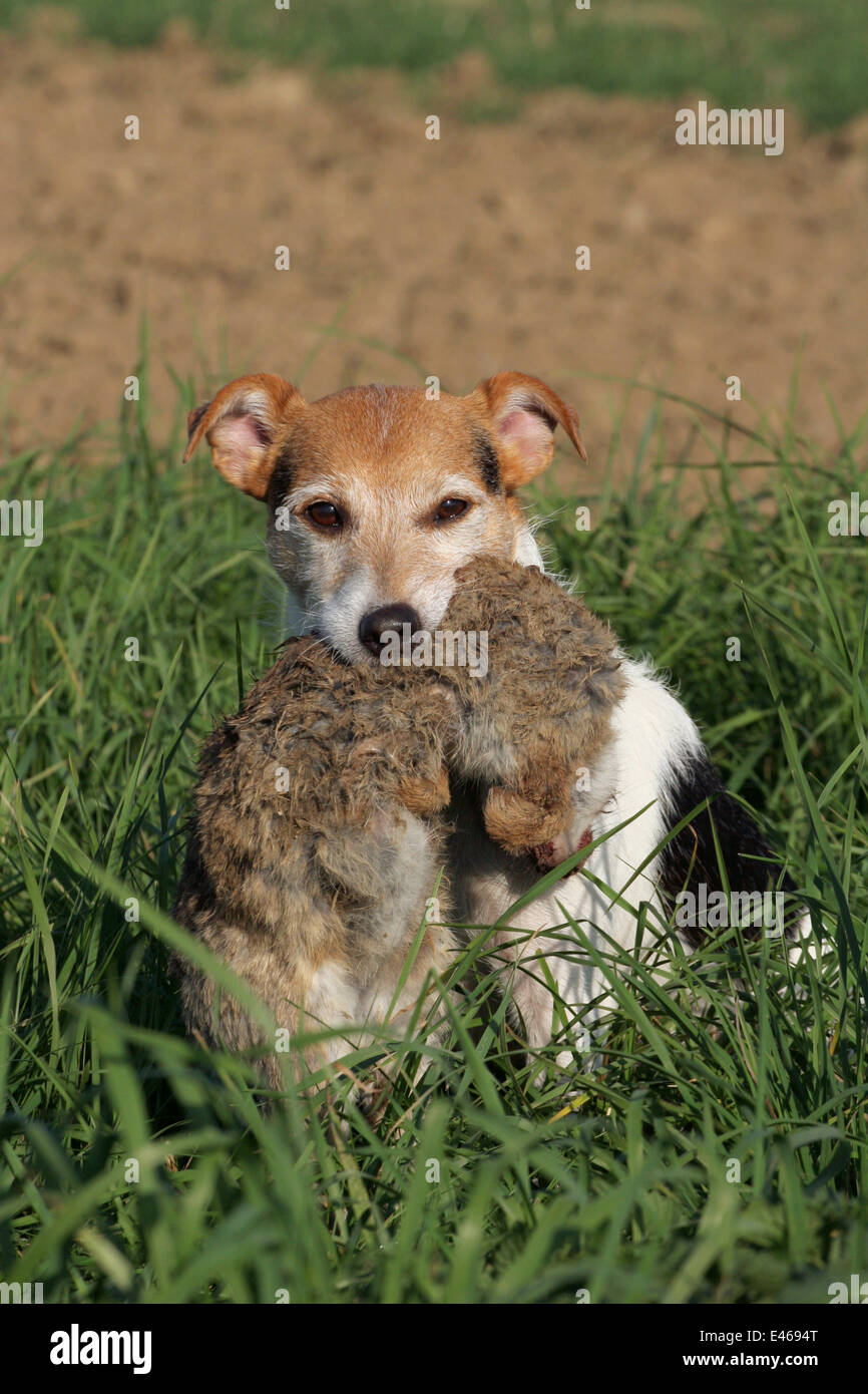 Terrier mit erlegten Hasen Stockfoto