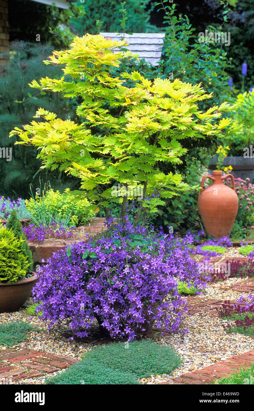 Acer Shirasawanum 'Aureum' MapleCampanula Poscharskyana 'Blue Wasserfall' Glockenblume. Juni. Pflanzen in Kübeln auf Terrasse. Stockfoto