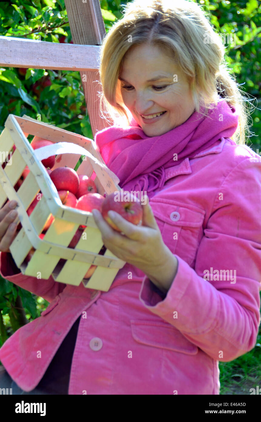 Frau pflücken Äpfel Deutschland Brandenburg Werder/Havel Stockfoto