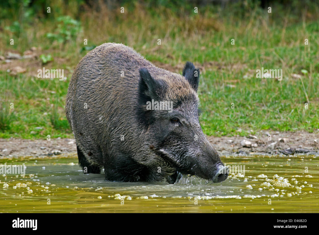 Wildschwein (Sus Scrofa) Sau Trinkwasser aus Pool im Sommer Stockfoto