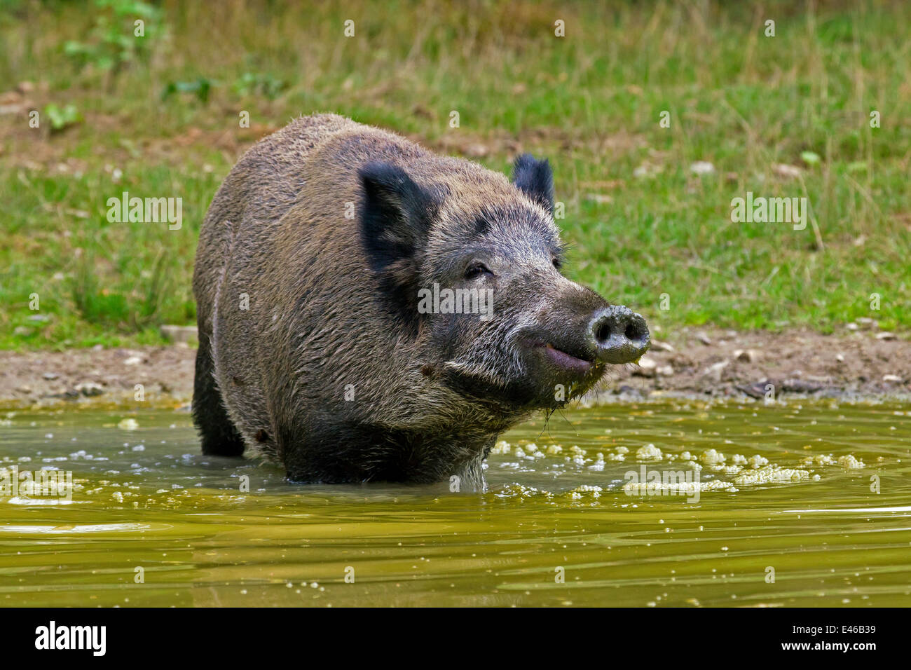 Wildschwein (Sus Scrofa) Sau Trinkwasser aus Pool im Sommer Stockfoto