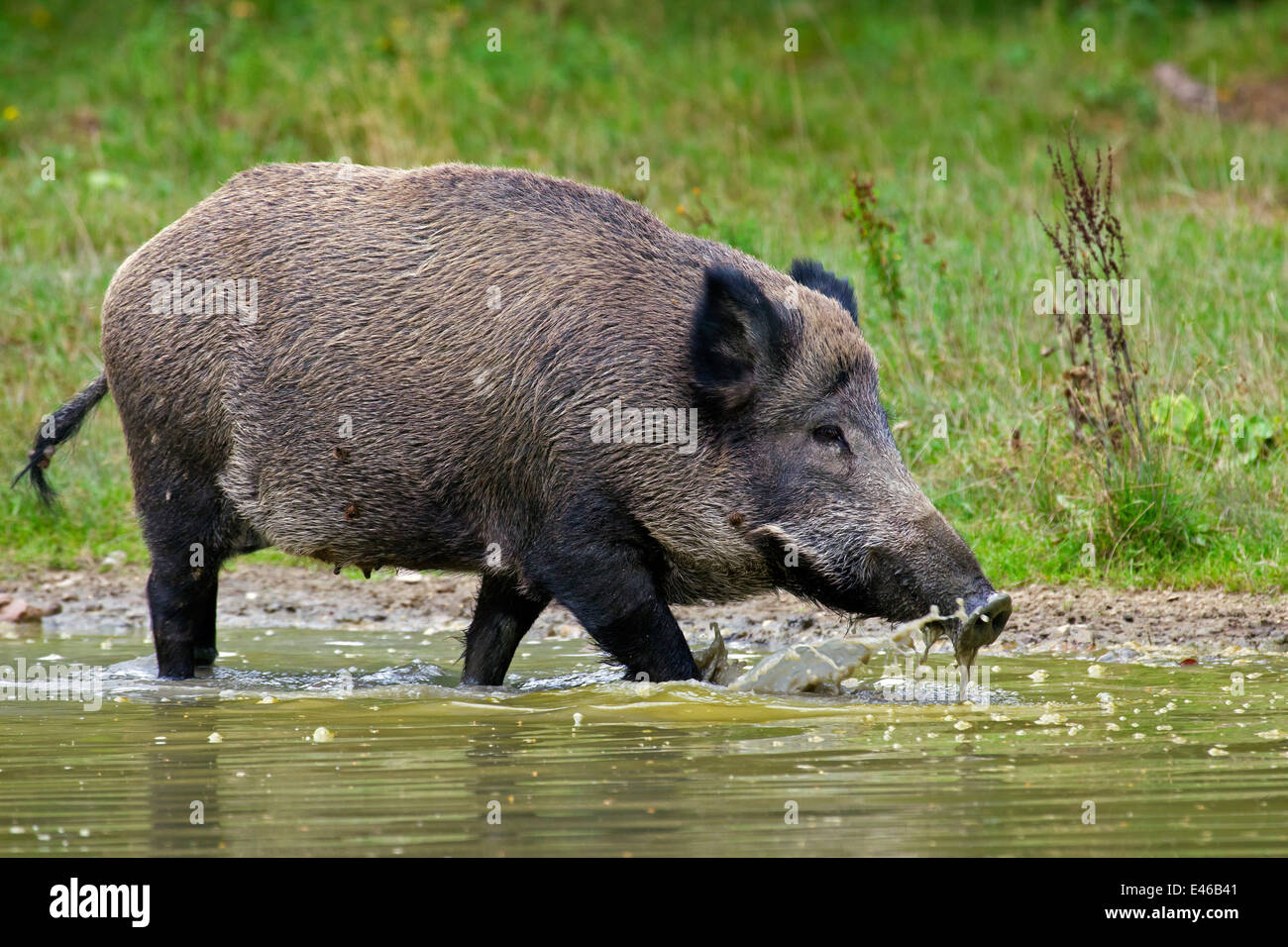 Wildschwein (Sus Scrofa) Sau Trinkwasser aus Teich im Sommer Stockfoto