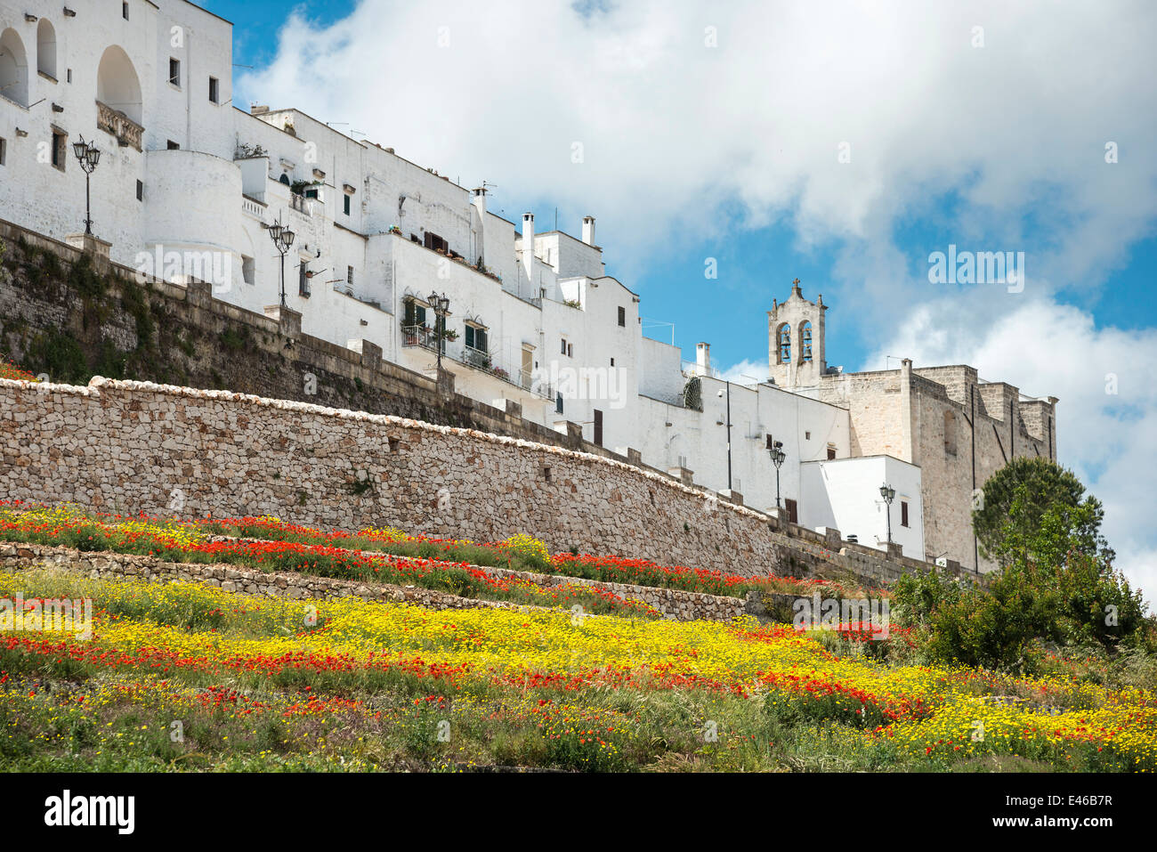 Die alte mittelalterliche weiß getünchten Stadt Ostuni, umgeben von wilden Blumen. Apulien, Süditalien. Stockfoto