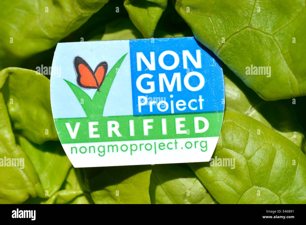 Ein Salatkopf Butter mit einem GVO-Label, der bestätigt wird, dass es keine genetisch veränderten Organismus enthält. Stockfoto
