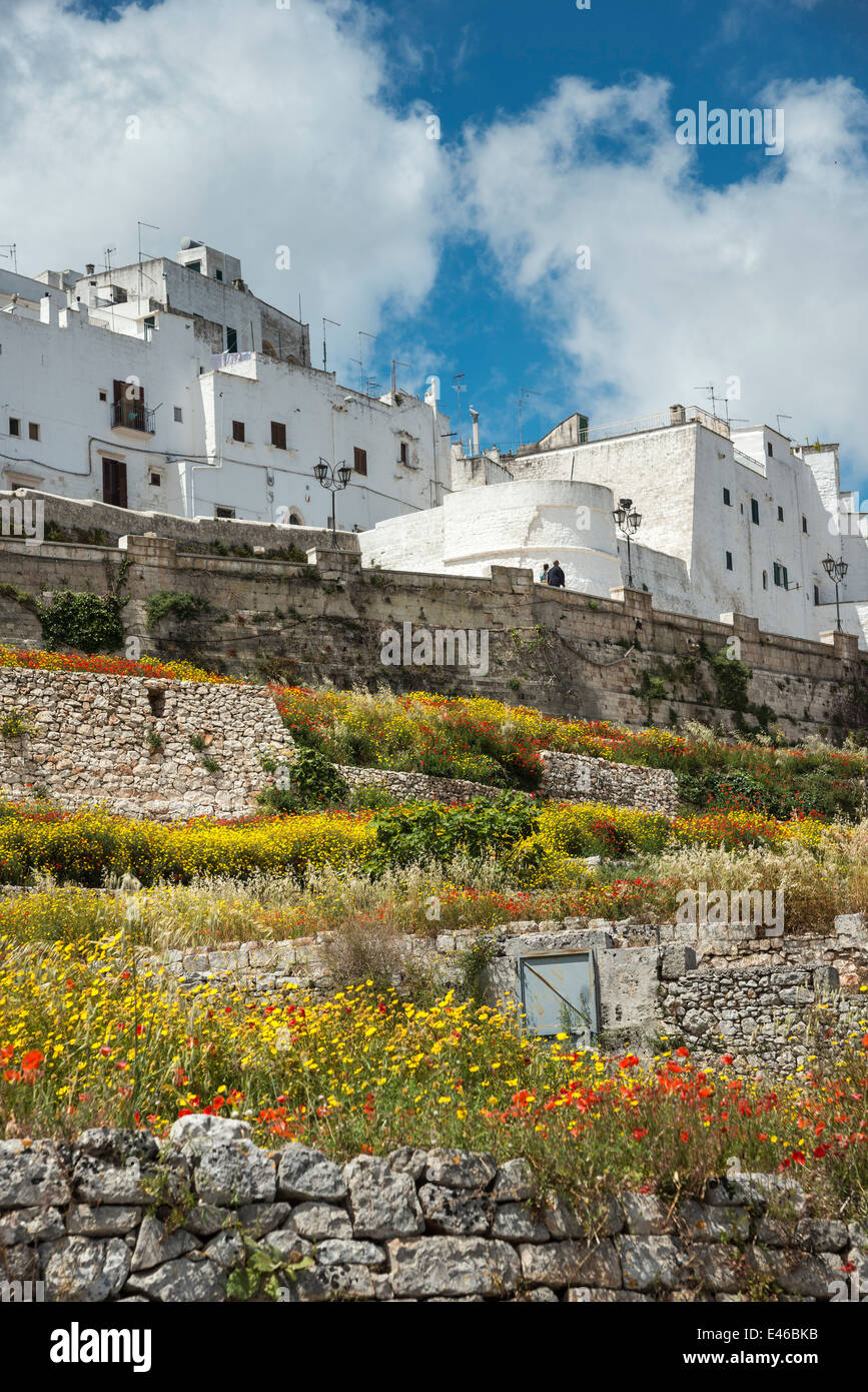 Die alte mittelalterliche weiß getünchten Stadt Ostuni, umgeben von wilden Blumen. Apulien, Süditalien. Stockfoto