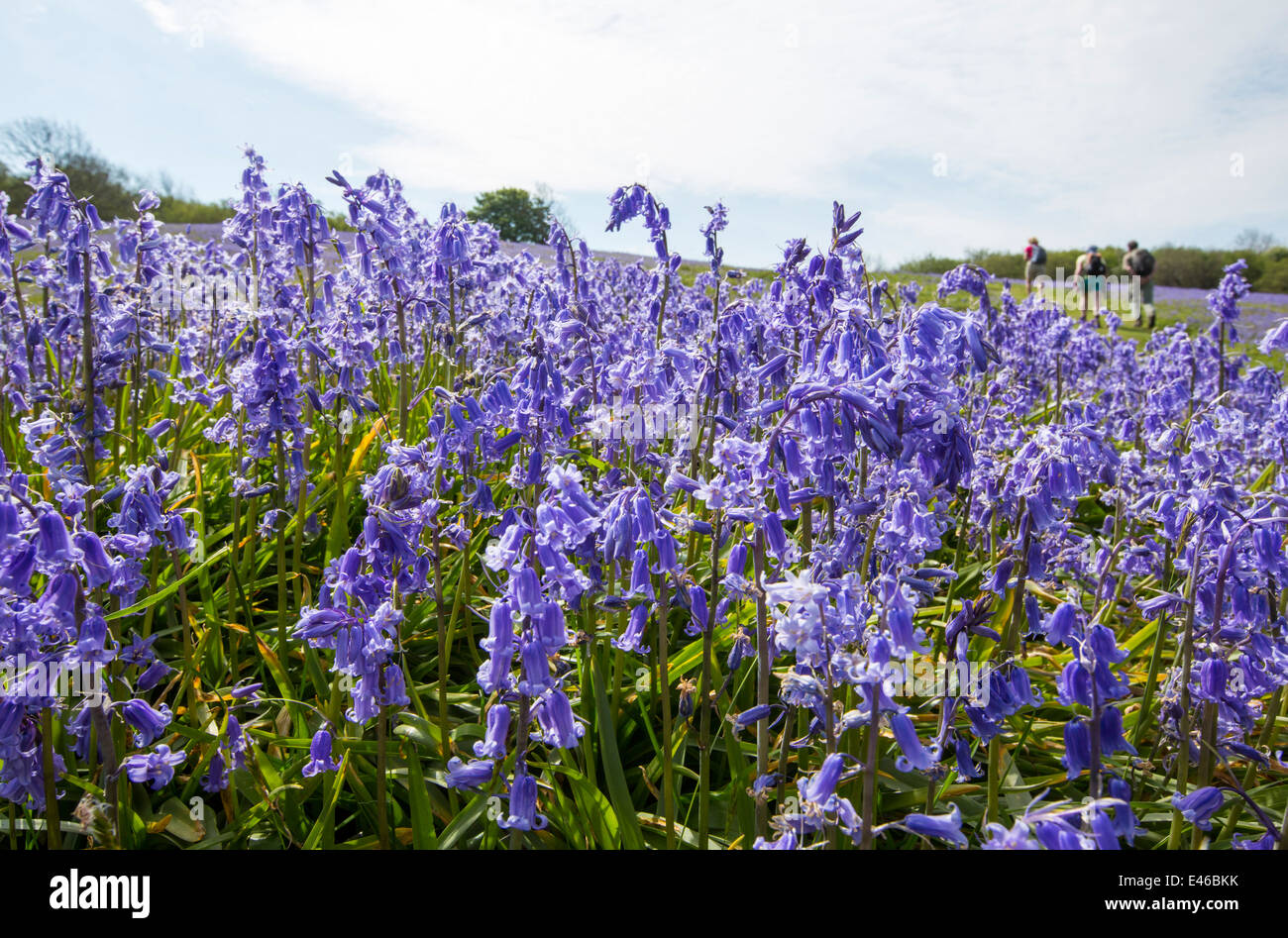 Glockenblumen wachsen auf einem Kalkstein-Hügel in der Yorkshire Dales National Park, UK. Stockfoto