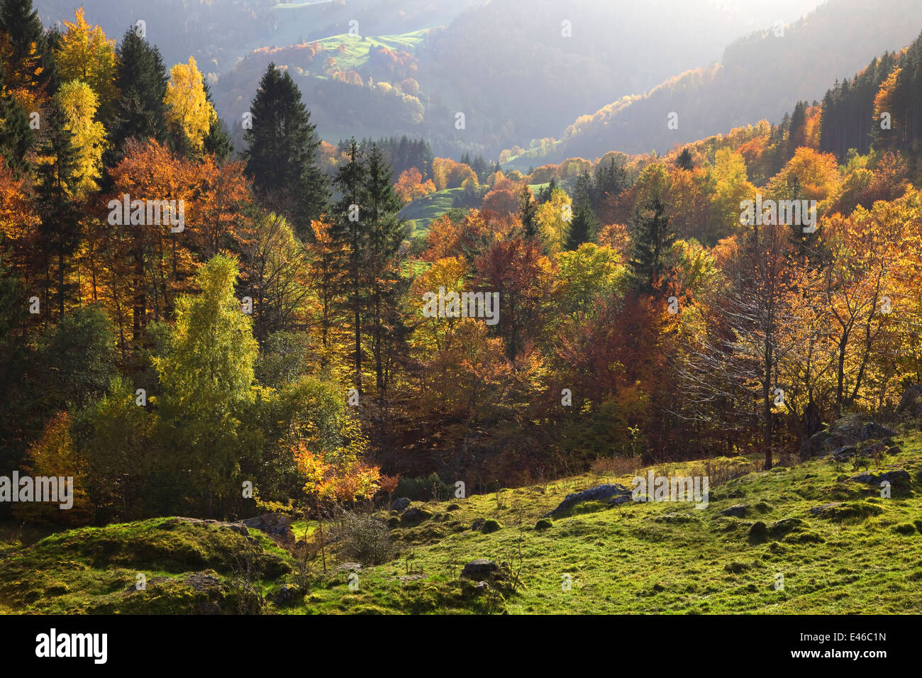 Herbst-Schwarzwald Deutschland farbige Blätter Feldberg Schwarzwald Stockfoto