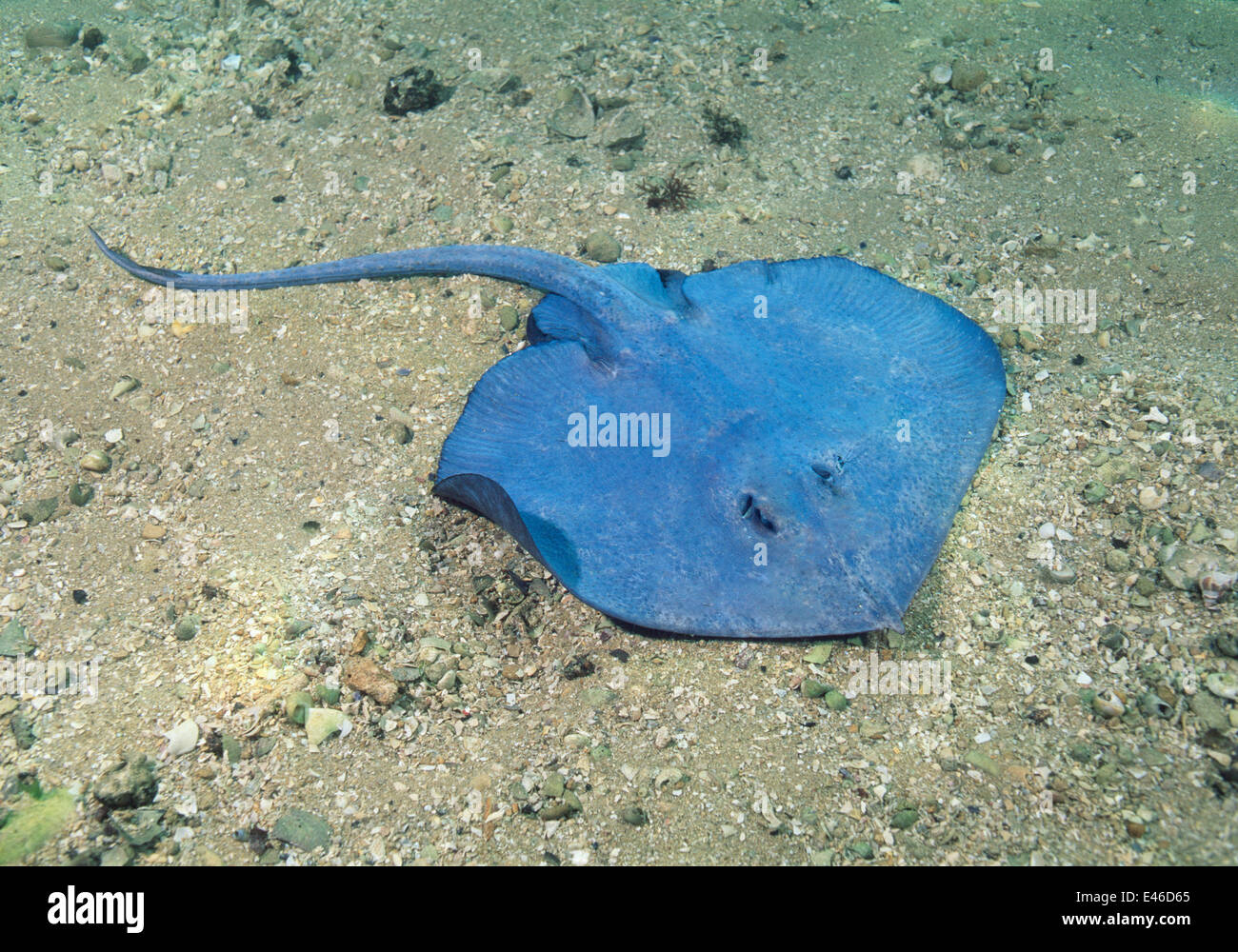 Blaue Skate (Notoraja sp.) Weiblich. Tiefsee-Arten. Australien-Festlandsockel Stockfoto