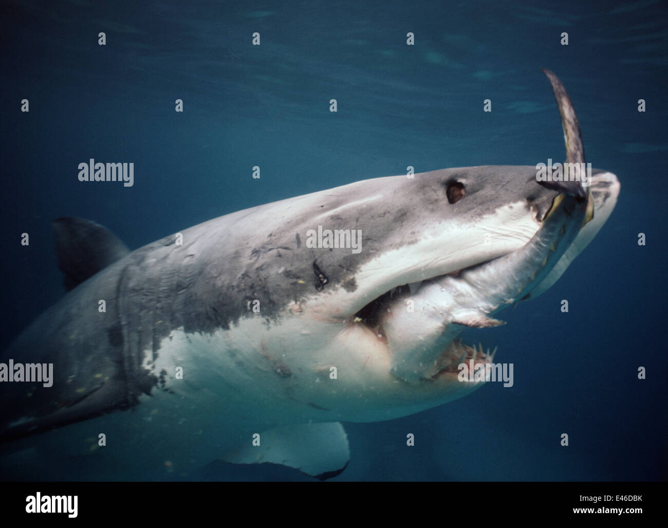 Weißer Hai (Carcharodon Carcharias) ernähren sich von Südlichem Blauflossenthun (Thunnus Maccoyii) Australien Neptune Islands Stockfoto