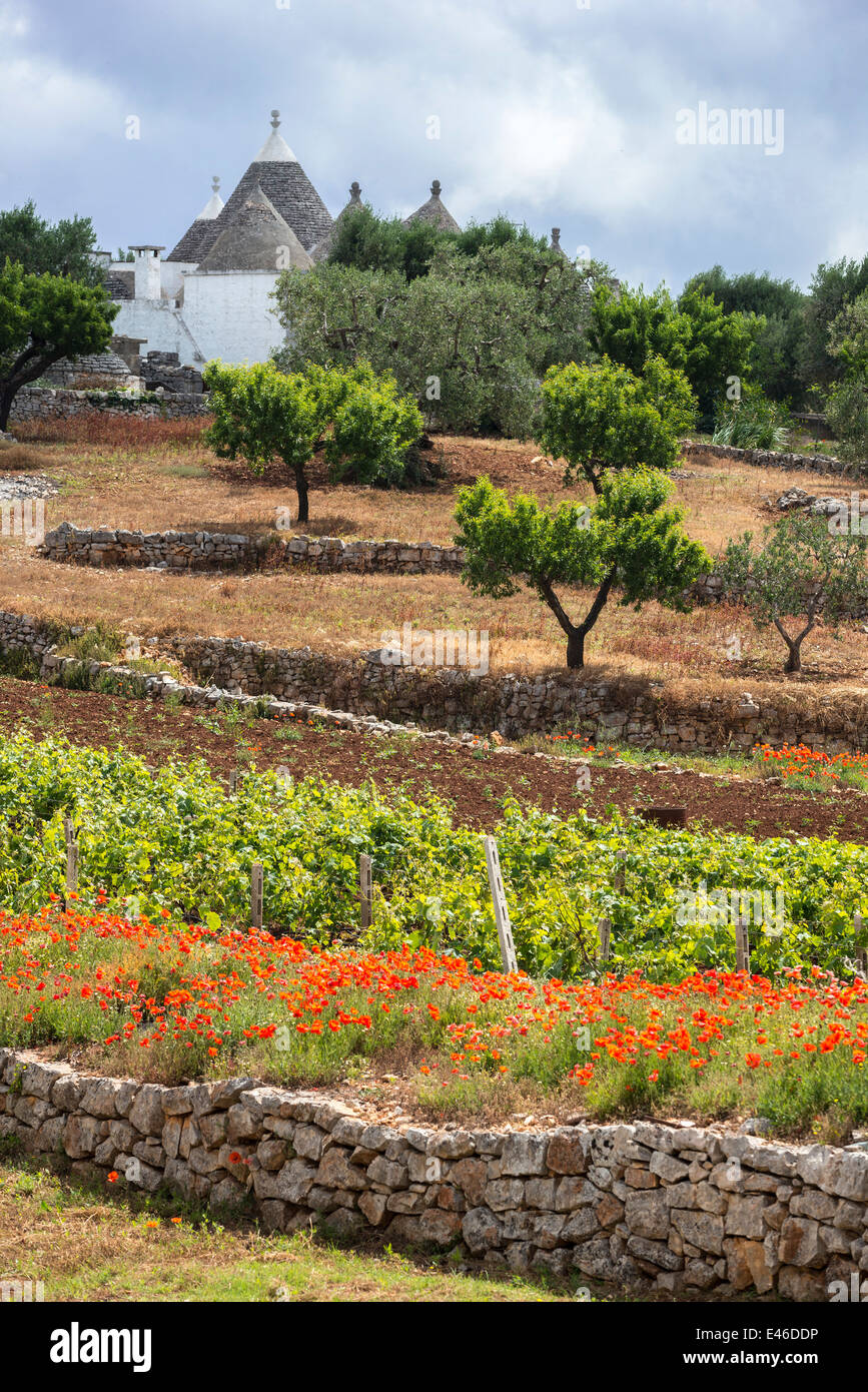 Reben Mohn und Trulli von Alberobello und Locorotondo, Apulien, Italien. Stockfoto