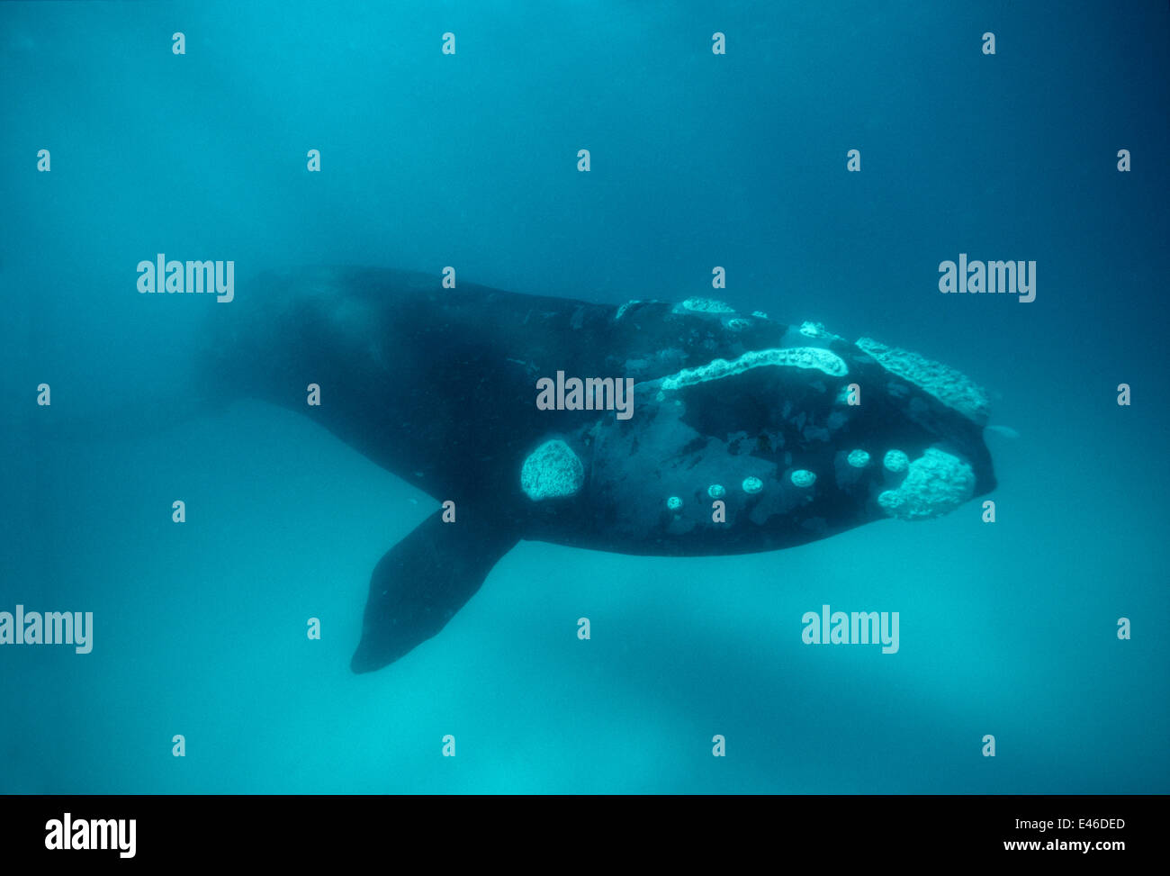 Südlichen Glattwal (Eubalaena Australis) bedrohte Arten. Austalia Bremer Bay Stockfoto