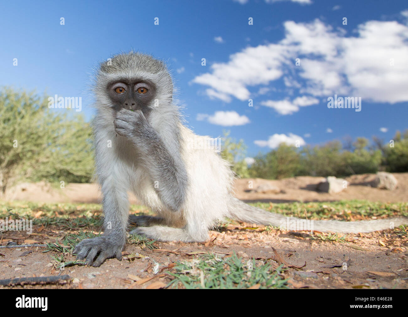 Nahaufnahme Foto eines sehr neugierigen Affen geschnappt just-in-Time, wie der Affe in die Linse geschaut, halten Sie eine Hand-ove Stockfoto