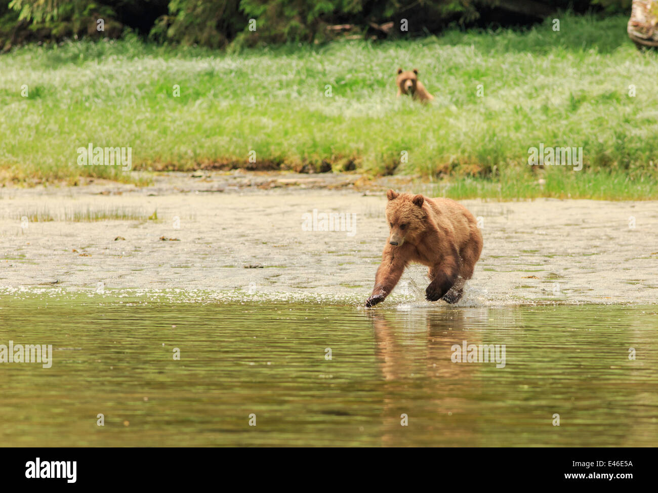 Grizzly-Bären im Knight Inlet, Britisch-Kolumbien. Stockfoto