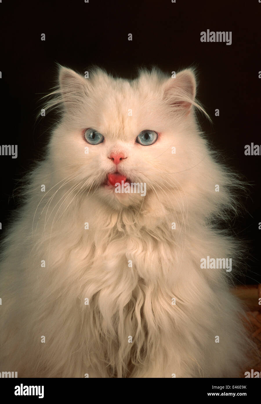 Weiße Katze mit seiner Zunge streckte Stockfoto
