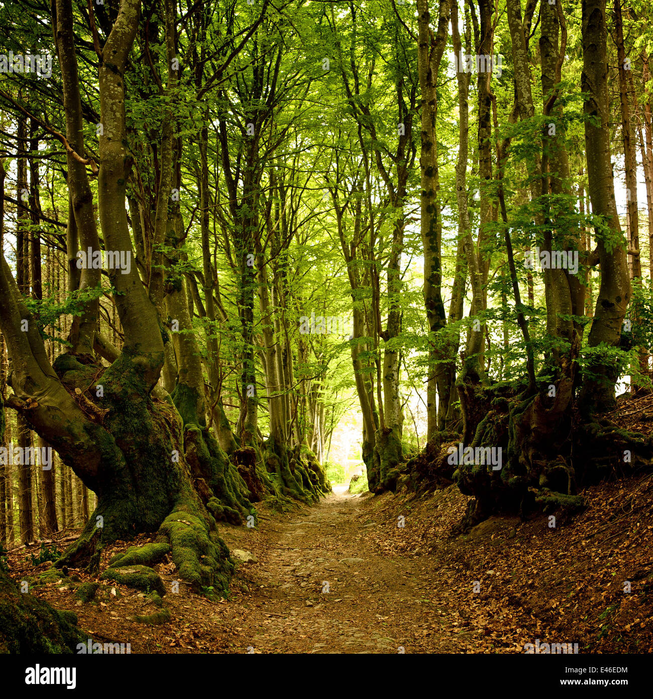 Waldweg, gesäumt von alten Buche Bäume in einem alten grünen Wald Stockfoto