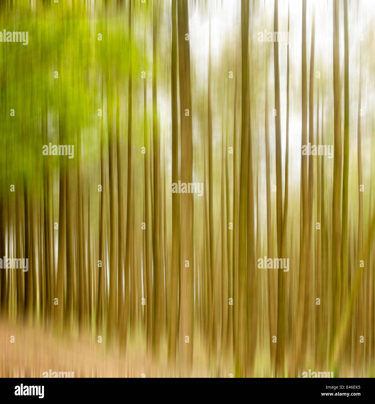 Baumstämme verwischt. Frankreich. Europa. Stockfoto