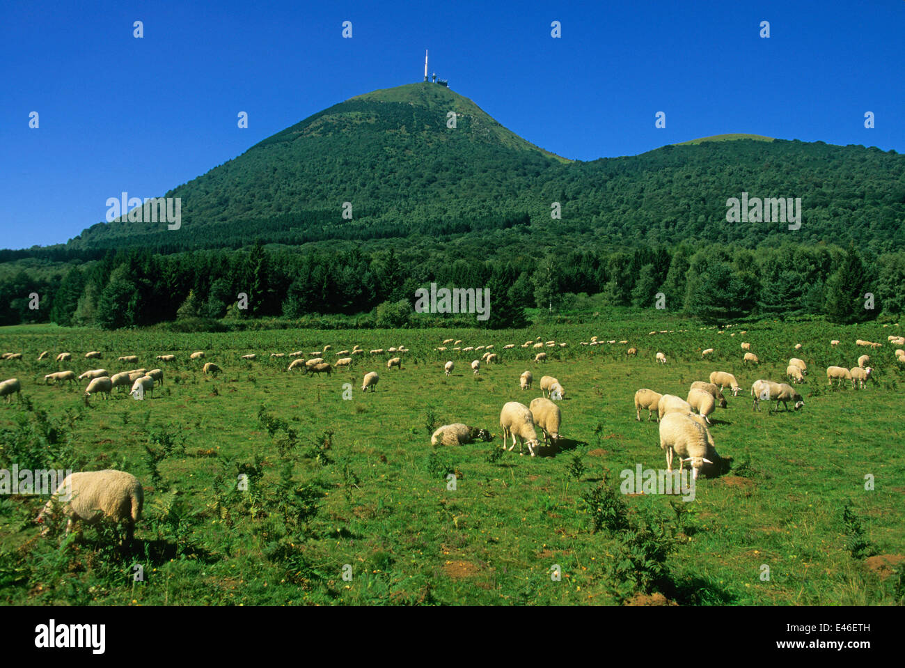 Chaine des Puys mit Schafherde, Parc Naturel Regional des Vulkane d ' Auvergne, Auvergne Stockfoto