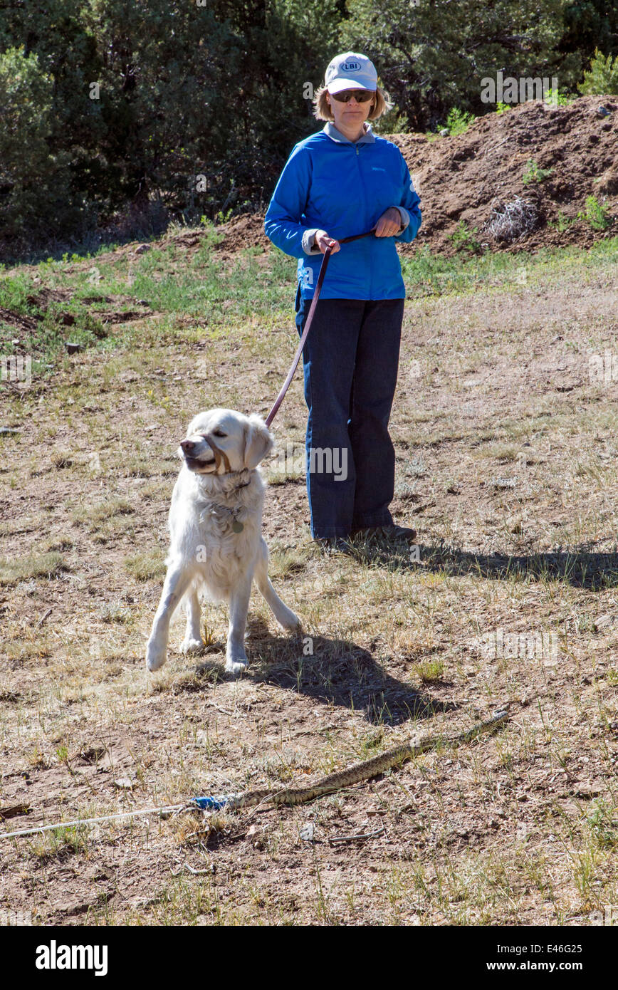 Weibliche Besitzer mit Platin farbige Golden Retriever Hund in Schlange Vermeidung Werkstatt. Stockfoto