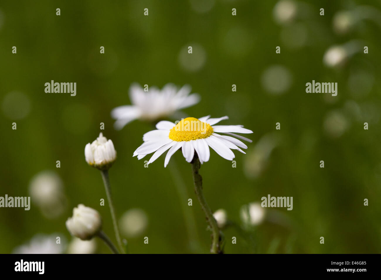 Chamaemelum Nobile. Kamillenblüten in den Garten. Stockfoto