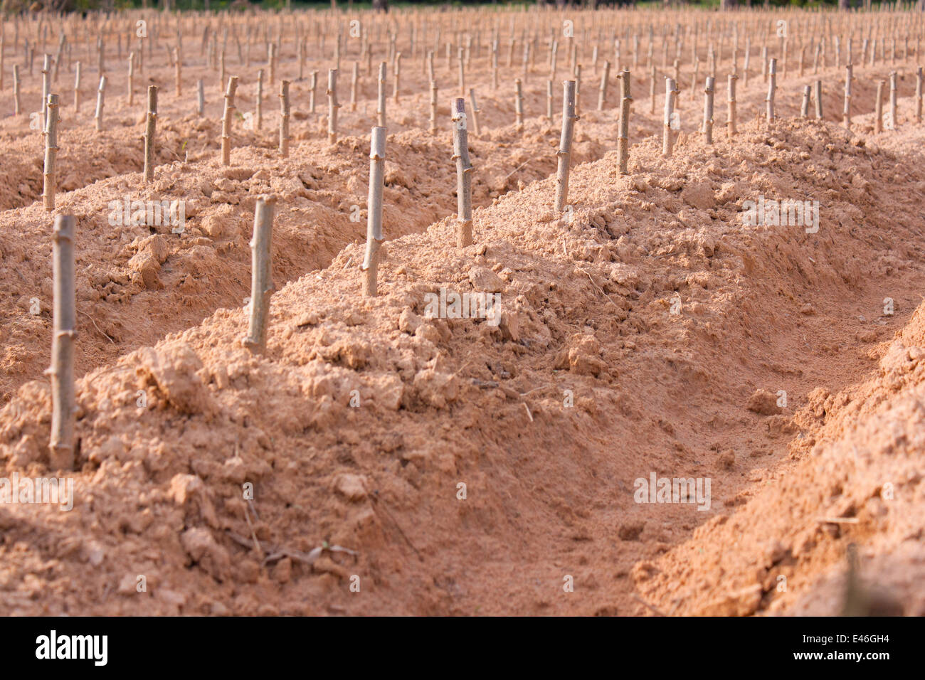 Starten Sie Anbau Maniok oder Maniok-Pflanze-Feld in Thailand Stockfoto