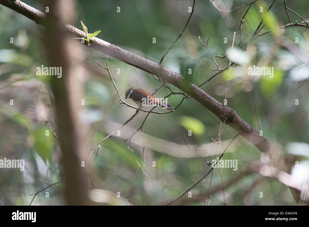 seltenen australischen Vogel im Baum Closeup portrait Stockfoto