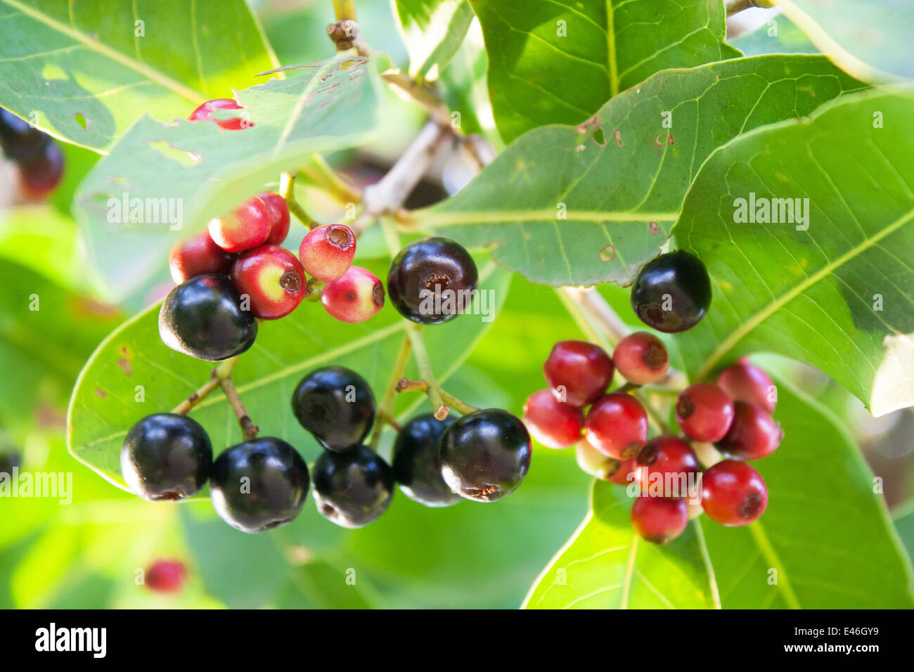 Jambolan Pflaume, Java Pflaume (Syzygium Cumini) Stockfoto