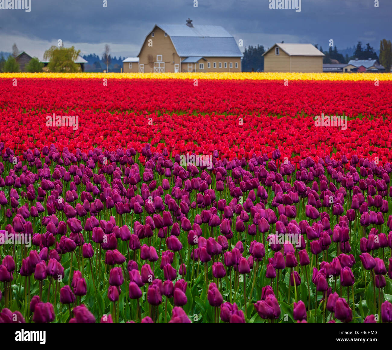 Skagit County, WA: Reihen von lila und roten Tulpen blühen mit Scheune in der Ferne. Stockfoto
