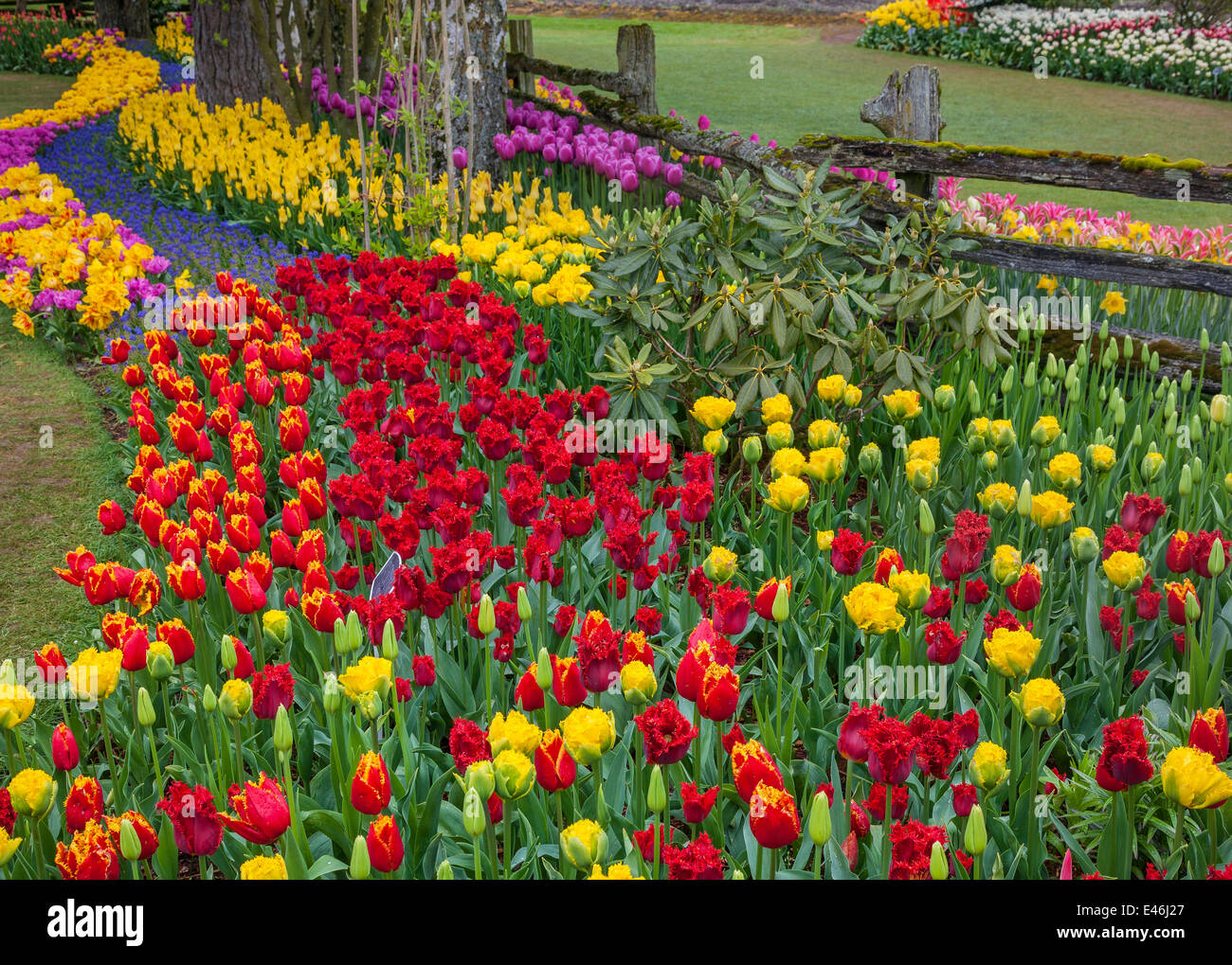 Skagit County, WA: Verschiedene Sorten von blühenden Tulpen und Traubenhyazinthen bilden bunte Muster im RoozenGaarde Garten. Stockfoto