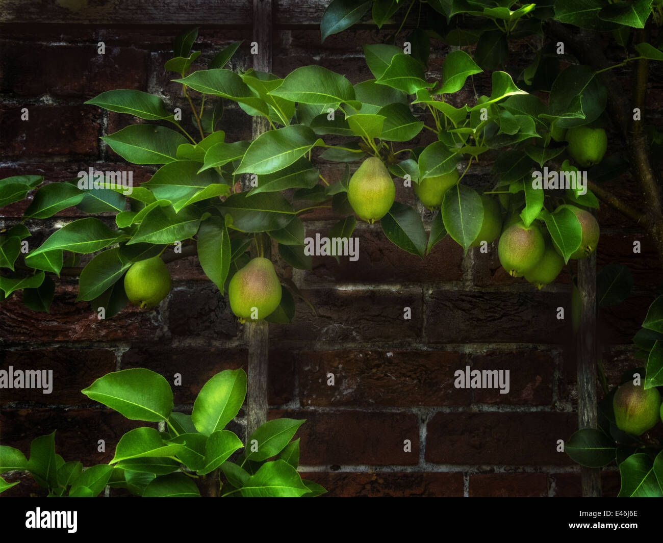 Ein horizontales Bild von Birnen im Tryon Palace in New Bern, North Carolina Stockfoto