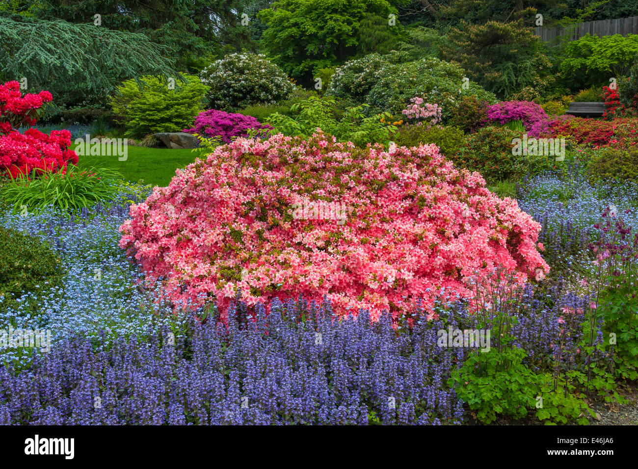 Kubota Garten, Seattle, WA: Blühenden Azaleen, Rhododendren und Ajuga im Bereich Tom Kubota Stroll des Gartens Stockfoto