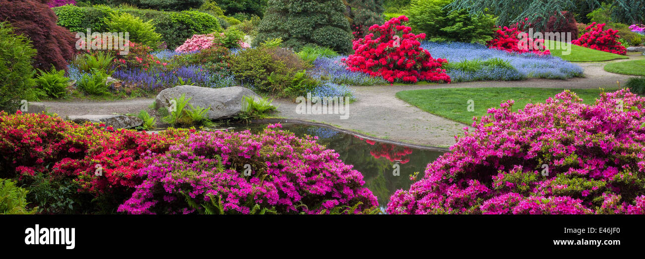 Kubota Garten, Seattle, WA: Blühenden Azaleen und Rhododendren im Bereich Tom Kubota Stroll des Gartens Stockfoto