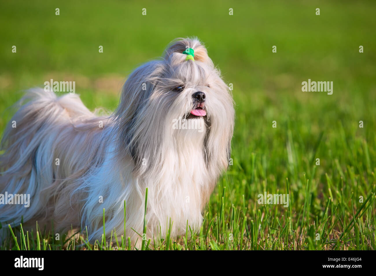 Shih Tzu Hund auf dem Rasen. Stockfoto